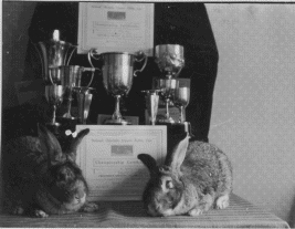 2 Chinchilla Gigantas + Silver Cups, Copyright Joy, Julian & Phillip Stacey